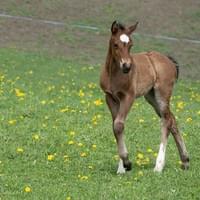DELFINE (DonOvan x Neverland)