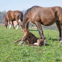 HAWAI (HappyBoy x Legato)