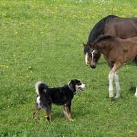 FARFALLA LittleBoy x Hayden