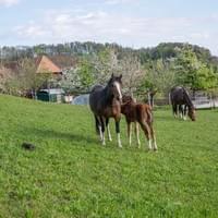 Filly BW geb. 2018