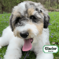 F1B Standard Bernedoodle