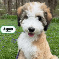 F1B Standard Bernedoodle