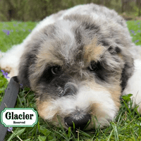 F1B Standard Bernedoodle