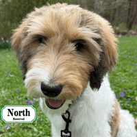 F1B Standard Bernedoodle