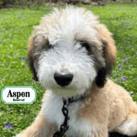 F1B Standard Bernedoodle