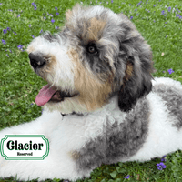 F1B Standard Bernedoodle