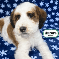 F1B Standard Bernedoodle