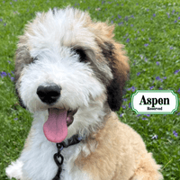 F1B Standard Bernedoodle
