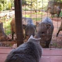 Cat and Javalinas
