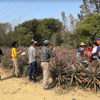 Pineapple field