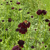 Organic scabiosa