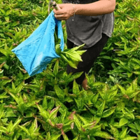 Japanese indigo field