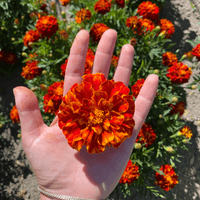 Organic Marigold