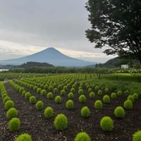 Mt. Fuji seen from a farm