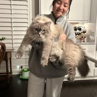 Friendly Feline