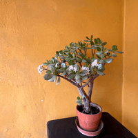 jade plant