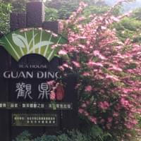 觀鼎茶園