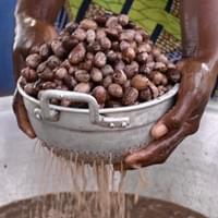 Draining raw shea nuts