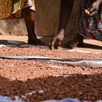 Drying shea nut crumbles
