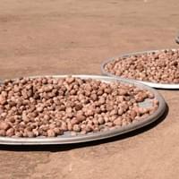 Raw shea nuts laid out to dry