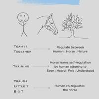 Regulation, 3 T's and horses