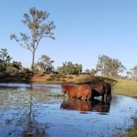 Ethology Informed