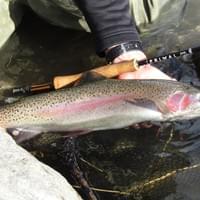 Guided fly fishing Taupo New Zealand with guide Adam Priest