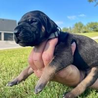 Shelby - RESERVED
