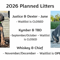 2026 Planned Breedings