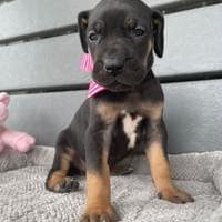 Porsche AVAILABLE female $1800