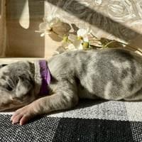 Hemi - RESERVED
