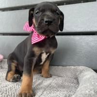Porsche AVAILABLE female $1800