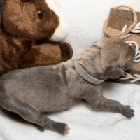 Patsy - Female - $2200