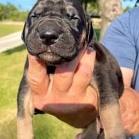 "Nova" RESERVED