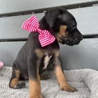 Porsche AVAILABLE female $1800