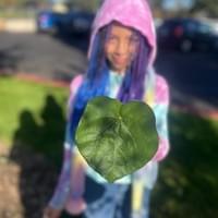 Ready for leaf rubbing!