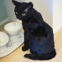 猫専用ご飯会場