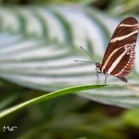 P54