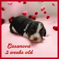 Casanova