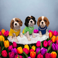Delaney, Madigan & Paddington