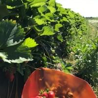 La Joie de Vivre - strawberry picking