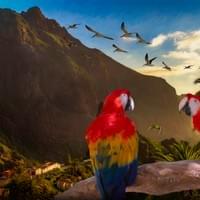 Mountain Village Parrots