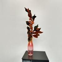 Iris Cisarik (Ohara)