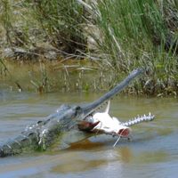 Gharial crocodile