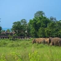 Elephant Bush walk