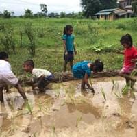 Rice Planting
