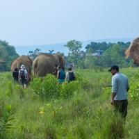 Sunrise Elephant bush walk