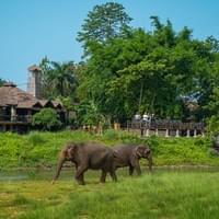 Elephant Grazing