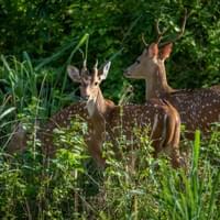 Spotted deers