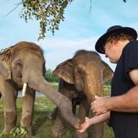 Elephant feeding